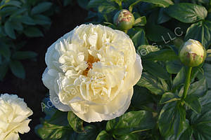 Пион Yellow Bird (Johnson, Bob / Adelman Peony Gardens 2019)