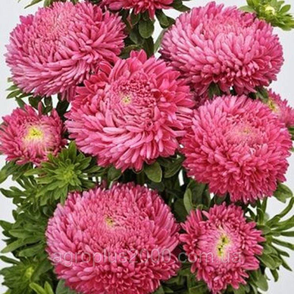 Насіння Астра Балун  Яскраво - Кармінова 1 грам Satimex