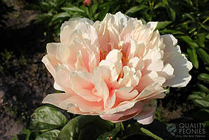 Пион Majesty's Star (Roger F. Anderson, Keith Swenson 2014 )