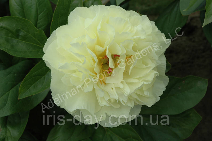 Пион Sweet Lemonade (Adelman, 2019), фото 1