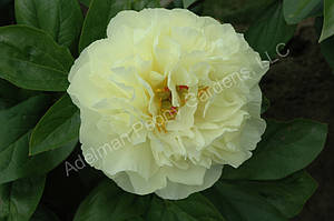 Пион Sweet Lemonade (Adelman, 2019)