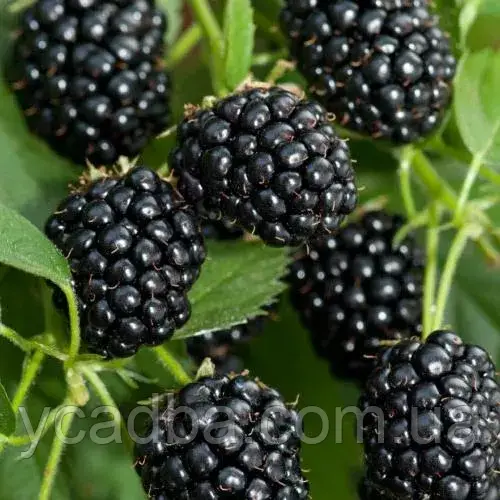 Ожина рання Бжезина безшипна (горщик 0,5л), фото 1