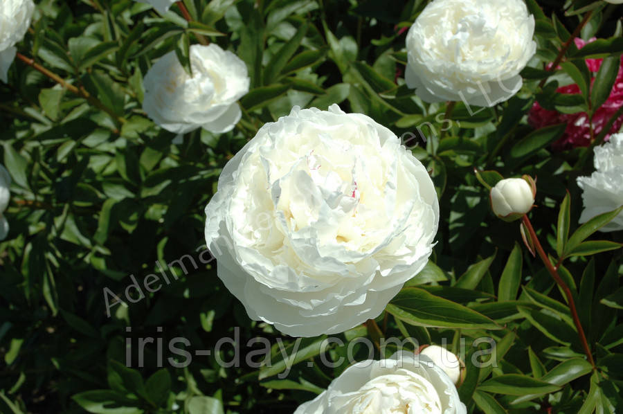 Півонія Walla Walla (Adelman 2014), фото 1