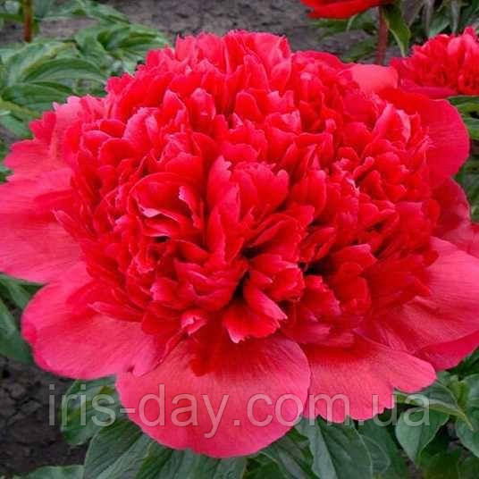 Пион Command Performance, фото 1