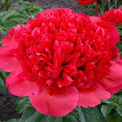 Пион Command Performance