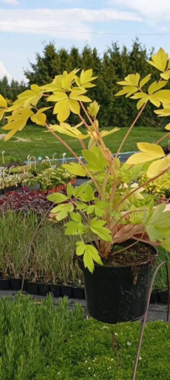 Дицентра "Gold Heart багаторічні садові квіти, фото 1