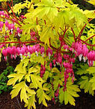 Дицентра "Gold Heart багаторічні садові квіти, фото 2