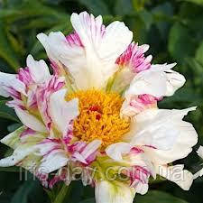 Пион  Crazy Daisy (Klehm 1995 ), фото 1