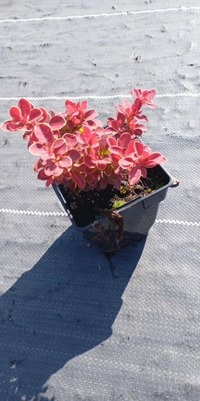 Барбарис "Red Hot Chili" саджанці у горщиках,садові чагарники, фото 1