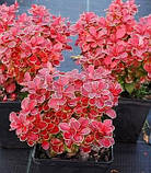 Барбарис "Red Hot Chili" саджанці у горщиках,садові чагарники, фото 2