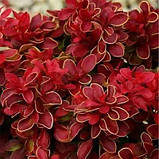 Барбарис "Red Hot Chili" саджанці у горщиках,садові чагарники, фото 3