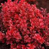 Барбарис "Red Hot Chili" саджанці у горщиках,садові чагарники, фото 4