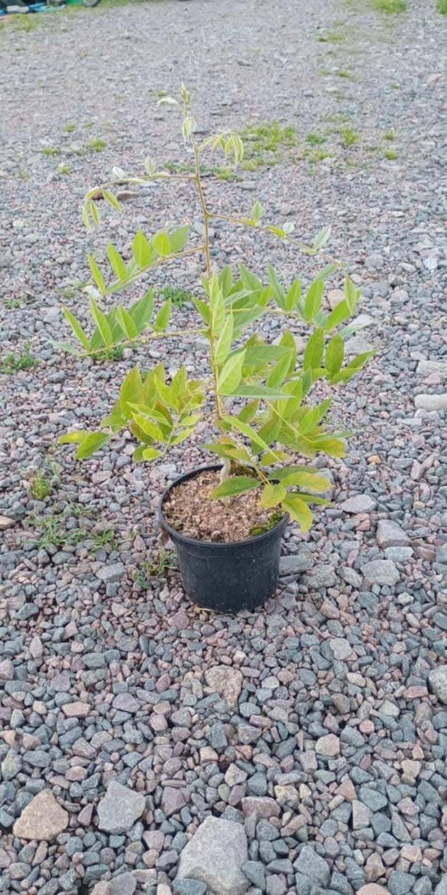 Гліцинія "Blue Sapphire"  ліана садова для вертикального озеленення, фото 1