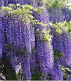 Гліцинія "Blue Sapphire"  ліана садова для вертикального озеленення, фото 2