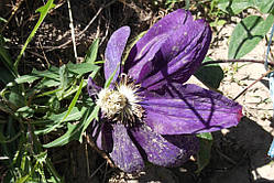 Клематис чорнильний (сажіни 2-х років)