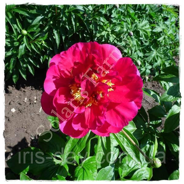 Пион Old Soilder (Seidl / Bremer 2016), фото 1