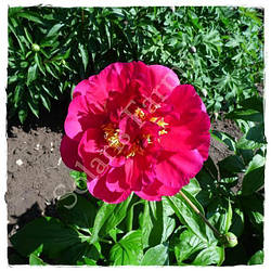 Пион Old Soilder (Seidl / Bremer 2016)