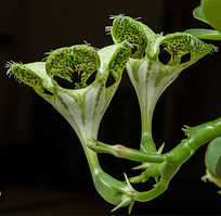 Церопегія Сандерсона вкорінений живець Ceropegia sandersonii