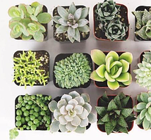 Сукулент кімнатний мікс рослина в горщику
