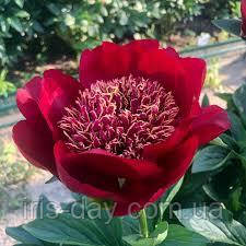 Півонія Татона Скакодуб (Скакодуб 1998), фото 1