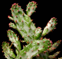 Опунція монаканта варієгата Opuntia monacantha variegata