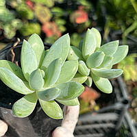 Пахіверія сиза кімнатні сукуленти в горщиках Pachyveria