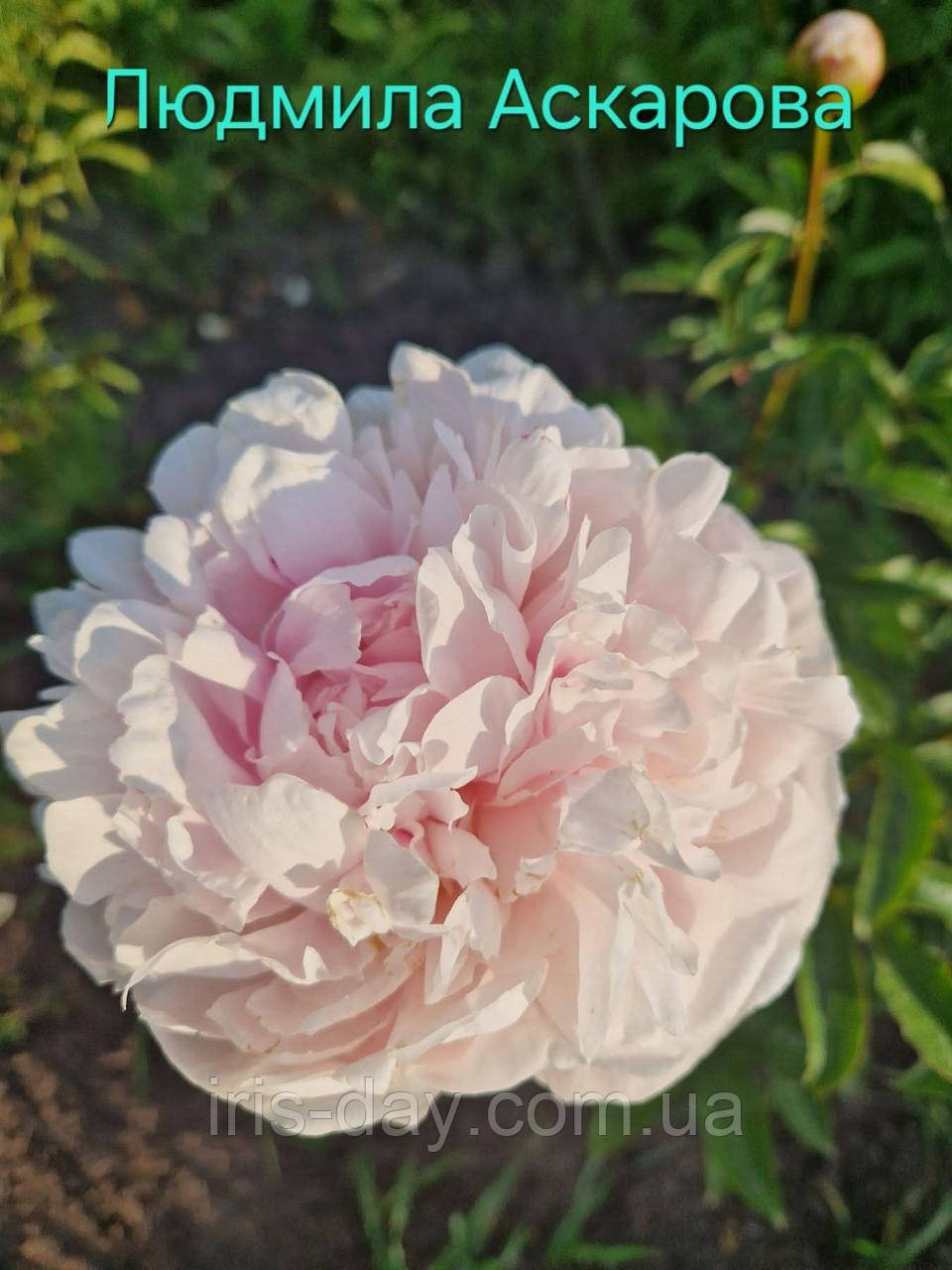 Півонія Людміла Аскарова
(А. Скакодуб 1987), фото 1