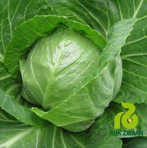 Капуста білоголова рання Етма F1 Rijk Zwaan 50 шт, фото 1