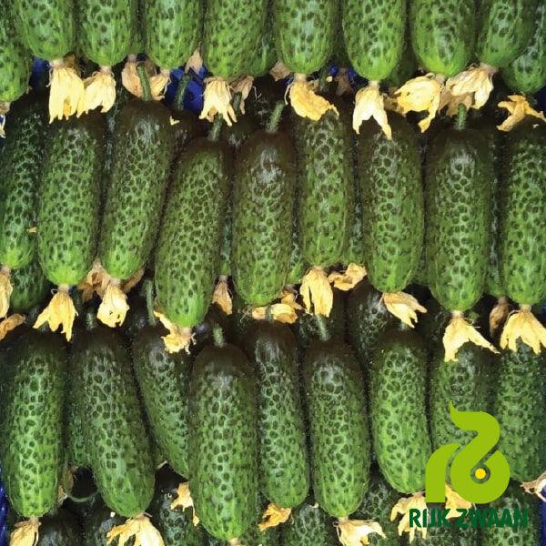 Огірок Тріоле F1 Rijk Zwaan 10 шт (зіп-пакет), фото 1