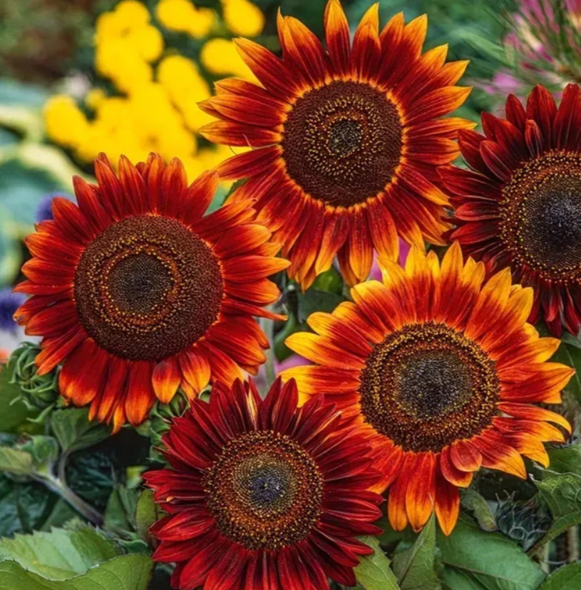 Соняшник Вечірнє сонце 1 г Професійне насіння, фото 1