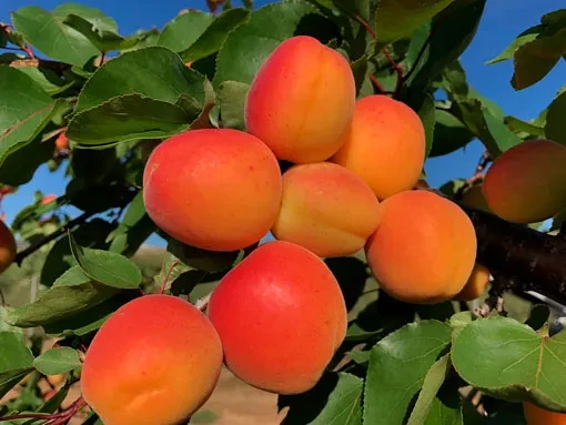 Абрикос МІКАДО (дворічний) раннього терміну дозрівання, фото 1