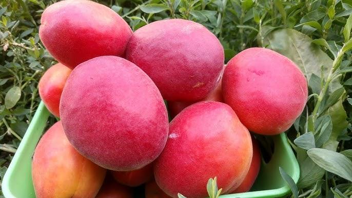 Абрикос ТОТЕМ ультра ранній термін дозрівання (дворічний), фото 1