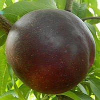 Нектарин ЕКСТРІМ ГЛОБЕ пізнього терміну дозрівання (дворічний)