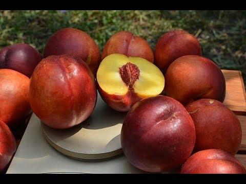 Нектарин МАРІЯ ДІЛЬЧЕ пізнього терміну дозрівання (дворічний), фото 1