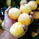 Слива ГОЛДЕН ПЛУМЗА середнього терміну дозрівання (дворічний), фото 2