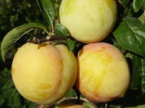 Слива ГОЛДЕН ПЛУМЗА середнього терміну дозрівання (дворічний), фото 1