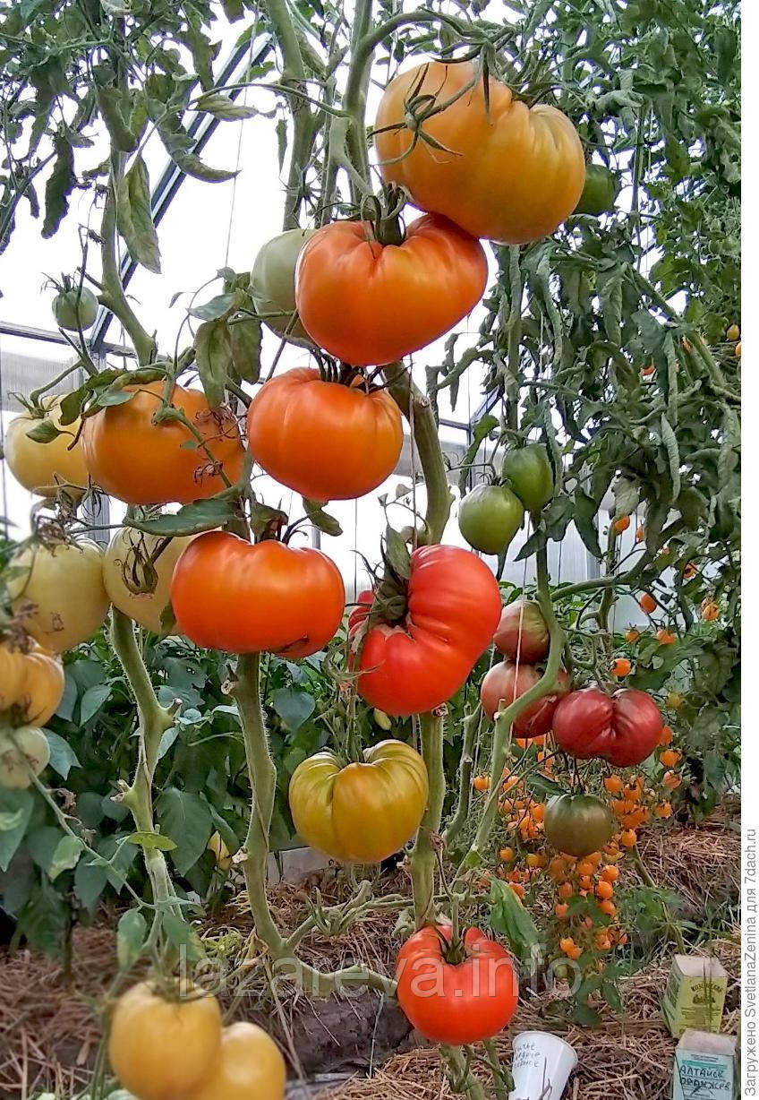 Насіння томату Алтайський помаранчевий 30 нас, фото 1