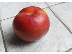 Слива плуот ГЕО ПРАЙД середньо пізнього терміну дозрівання (дворічний)