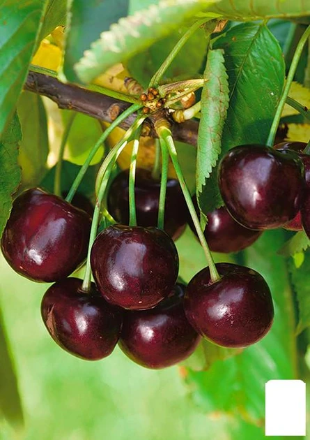 Черешня ІРЕНА пізнього терміну дозрівання (дворічний), фото 1