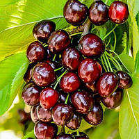 Черешня ГРЕЙС СТАР раннього терміну дозрівання (дворічний)