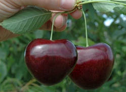 Черешня КАНАДА ГІГАНТ середнього терміну дозрівання (дворічний)