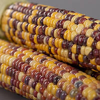 Вишиванка F1 насіння кукурудзи суперсолодкої Мнагор 1 000 насінин