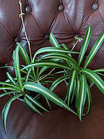 Хлорофітум