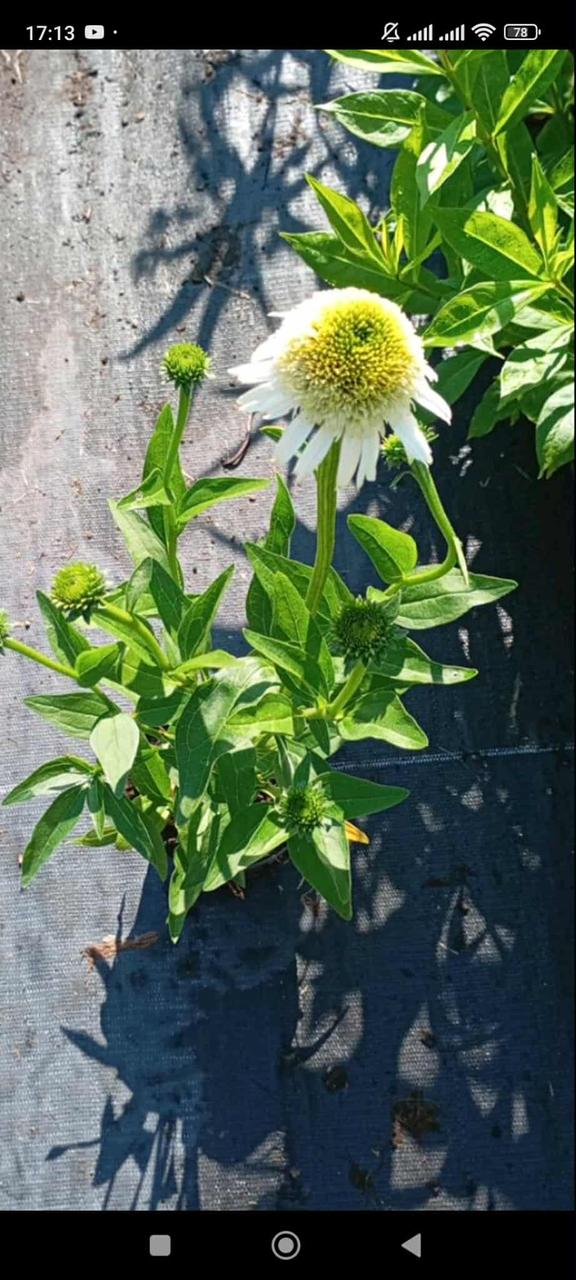 Ехінацея "Delicious Nougat" садові багаторічники,рослини у горщиках, фото 1