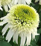 Ехінацея "Delicious Nougat" садові багаторічники,рослини у горщиках, фото 2