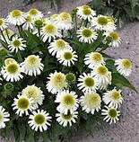 Ехінацея "Delicious Nougat" садові багаторічники,рослини у горщиках, фото 3