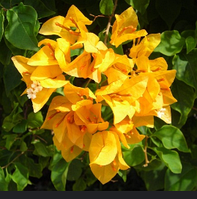 Бугенвілія жовта вкорінений живець в горщику Bougainvillea Gold