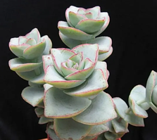 Красула конюнкта вкорінений живець в горщику Crassula conjuncta