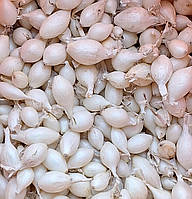 Лук (тыканка)