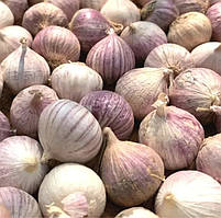 Часник Дюшес (однозубка) посадковий